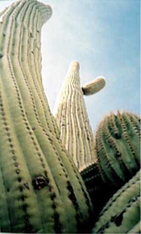 saguaro4.jpg