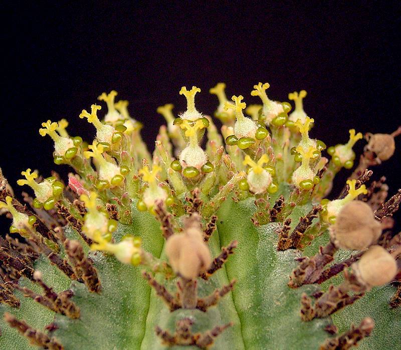 Euphorbia_horrida5_ies.jpg
