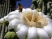 250px-Saguaro_blossom.jpg
