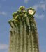 saguaro3.jpg