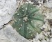 Astrophytum_asterias_Mexico.jpg