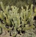 Myrtillocactus_geom2.jpg