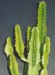 Euphorbia_triangularis.jpg