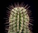 Euphorbia_horrida_var_striata2_ies.jpg