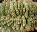 Euphorbia_horrida_cristata2_ies.jpg