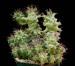 Euphorbia_horrida_monstrosa1_ies.jpg