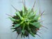 Euphorbiahorrida5-vi.jpg